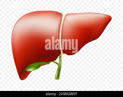 Structure anatomique du foie réaliste. Organe du système hépatique vectoriel, organe digestif de la vésicule biliaire. Foie humain pour les médicaments médicaux, la pharmacie et l'éducation des Illustration de Vecteur