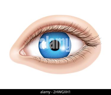 Vector 3D yeux humains réalistes sans maquillage. Diaphragme bleu brillant avec détails de macro. Élément facial sur fond de peau. Utile pour la conception du laser v Illustration de Vecteur