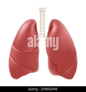 Structure anatomique des poumons humains. Illustration réaliste à 3D vecteurs isolée sur fond blanc. Vue de face en détail. Poumon droit et gauche avec trachée. Illustration de Vecteur