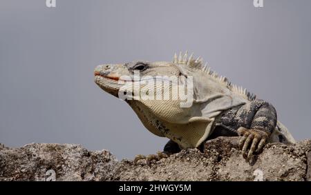 Portrait d'un iguane Banque D'Images