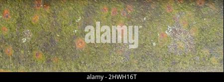 lichens sur plaque métallique rouillée Banque D'Images