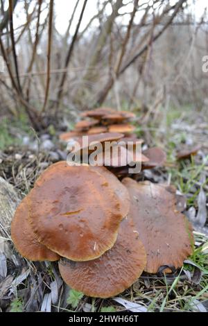 Beaucoup de champignons au bord de la route dans la forêt humide. Banque D'Images