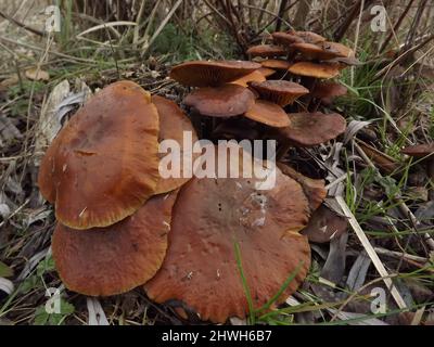 Beaucoup de champignons au bord de la route dans la forêt humide. Banque D'Images