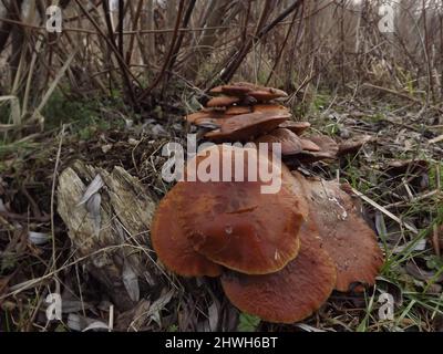 Beaucoup de champignons au bord de la route dans la forêt humide. Banque D'Images