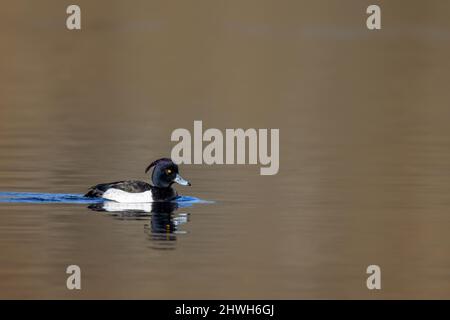 Canard touffeté mâle (Aythya fuligula) nageant sur un lac dans la zone de protection de la nature Mönchbruch près de Francfort, Allemagne. Banque D'Images