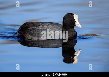 Motte eurasienne (Fulica atra) nageant sur un lac dans la zone de protection de la nature Mönchbruch près de Francfort, Allemagne. Banque D'Images