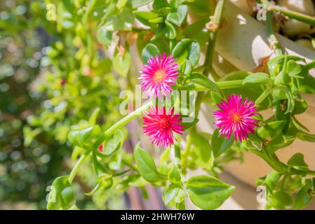 Mesembryanthemum cordifolium anciennement connu sous le nom d'Aptenia cordifolia, une vivace succulente, faisant partie de la famille des figmarigolés Aizoaceae d'Afrique du Sud Banque D'Images