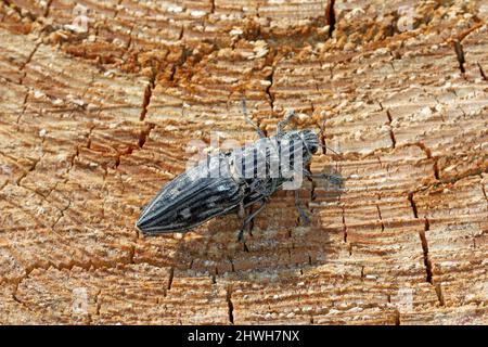 La pointe de pin à latheaded, un coléoptère européen commun (Chalcophora mariana). Grand coléoptère métallique présent dans les forêts des basses terres européennes. Banque D'Images