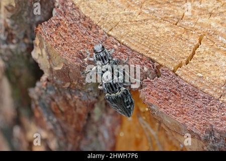 La pointe de pin à latheaded, un coléoptère européen commun (Chalcophora mariana). Grand coléoptère métallique présent dans les forêts des basses terres européennes. Banque D'Images