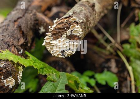 Champignons blancs / champignons poussant sur un arbre tombé en mars, Angleterre, Royaume-Uni Banque D'Images