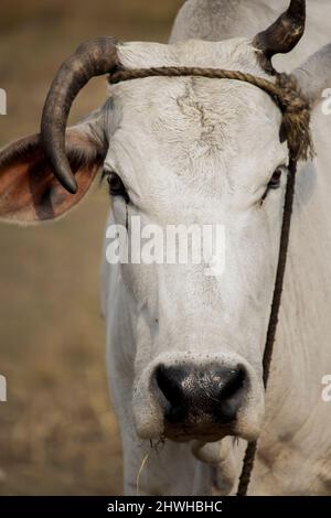 Faites face à une jolie vache domestique féminine Banque D'Images