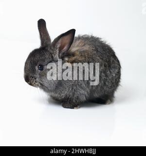 Mignon et mignon. Photo studio d'un joli lapin isolé sur blanc. Banque D'Images