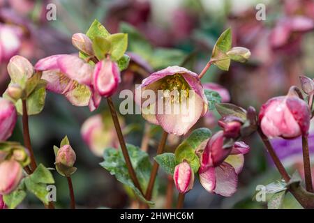 Gros plan sur la floraison brillante de Helleborus Frostkiss Glenda dans un jardin de printemps, Angleterre, Royaume-Uni Banque D'Images