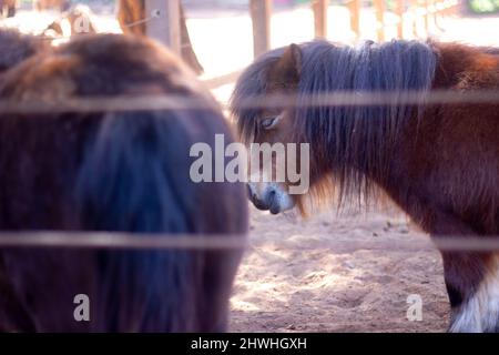 13 févr. 2022, Rabat, Maroc : petite mine au parc du zoo Banque D'Images