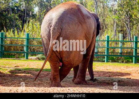 13 févr. 2022, Rabat, Maroc : vue arrière d'un éléphant au parc du zoo Banque D'Images