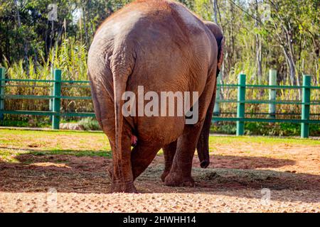 13 févr. 2022, Rabat, Maroc : arrière de l'éléphant au parc du zoo Banque D'Images