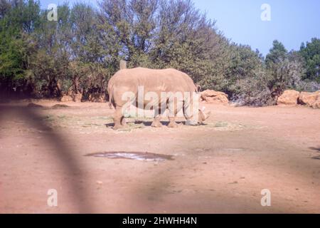 13 févr. 2022, Rabat, Maroc : herbe blanche de rhinocéros Banque D'Images