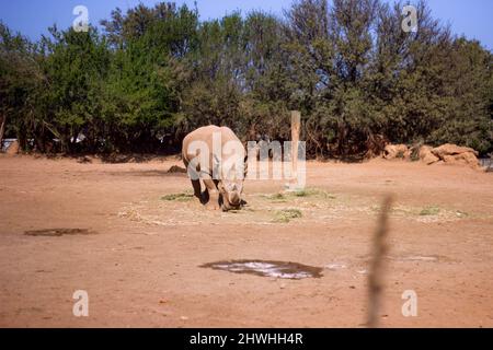 13 févr. 2022, Rabat, Maroc : rhinocéros blanc au zoo Banque D'Images