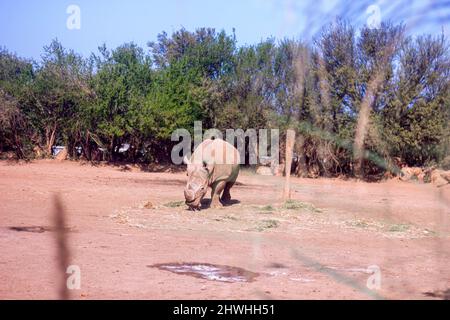 13 févr. 2022, Rabat, Maroc : gros rhinocéros au parc du zoo Banque D'Images