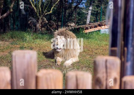 13 févr. 2022, Rabat, Maroc : lion dormant dans le zoo Banque D'Images