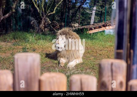 13 févr. 2022, Rabat, Maroc : couché en rondins dans le parc du zoo Banque D'Images