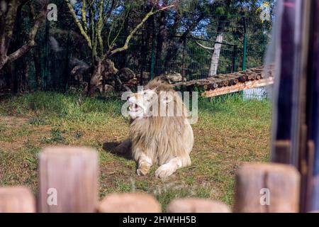 13 févr. 2022, Rabat, Maroc : Portrait du Lion au zoo Banque D'Images