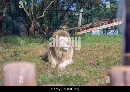 13 févr. 2022, Rabat, Maroc : couché en rondins dans le parc du zoo Banque D'Images