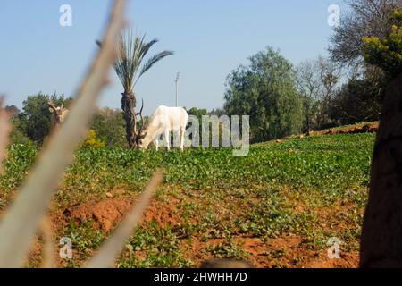 13 févr. 2022, Rabat, Maroc : les animaux au zoo Banque D'Images