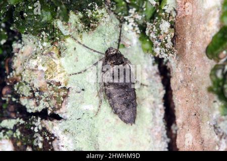 Mois d'hiver - Operophtera brumata. C'est un papillon de la famille Geometridae. Femelle à ailes courtes sur l'écorce d'un arbre. Banque D'Images