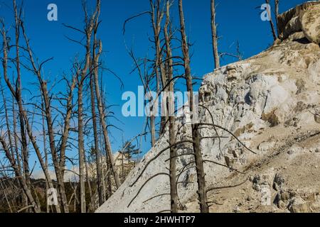 New Highland Terrace avec des arbres tués par les sources chaudes de Mammoth Hot Springs, parc national de Yellowstone, Wyoming, États-Unis Banque D'Images