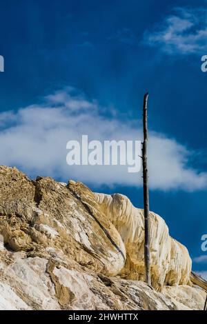 New Highland Terrace avec des arbres tués par les sources chaudes de Mammoth Hot Springs, parc national de Yellowstone, Wyoming, États-Unis Banque D'Images