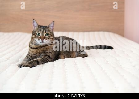 Un chat domestique se trouve confortablement sur le lit dans la chambre - foyer sélectif, espace de copie Banque D'Images