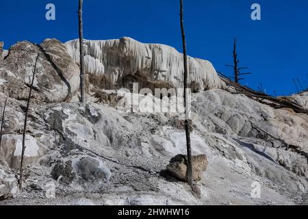 New Highland Terrace avec des arbres tués par les sources chaudes de Mammoth Hot Springs, parc national de Yellowstone, Wyoming, États-Unis Banque D'Images