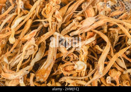 cordyceps séchés militaris fleur de champignon texture comme arrière-plan. Banque D'Images