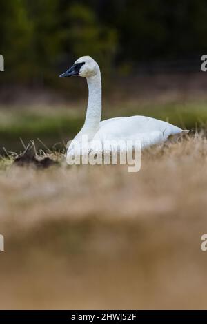 Cygnus buccinator, Cygnus, le long de la rivière Firehole dans le parc national de Yellowstone, Montana, États-Unis Banque D'Images