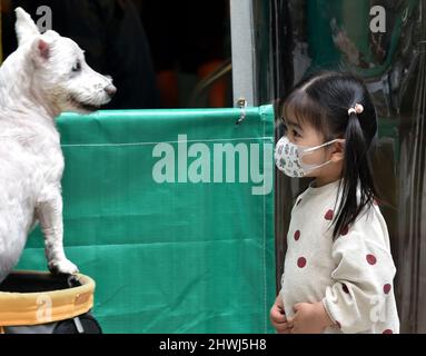 Hong Kong. 6th mars 2022. Une fille portant un masque joue avec un chien à Hong Kong, dans le sud de la Chine, le 6 mars 2022. Crédit : Lo Ping Fai/Xinhua/Alamy Live News Banque D'Images