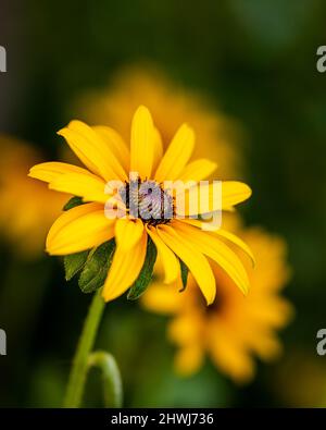 Fleur jaune sur fond sombre flou, photo sélective de fleur jaune Banque D'Images