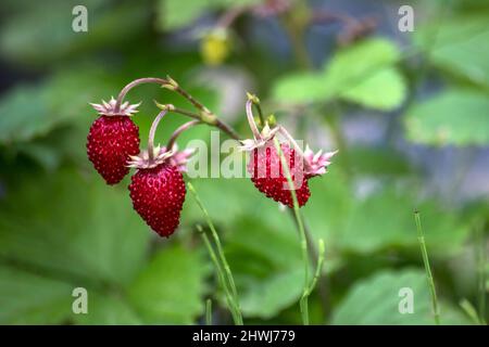 fraises fraîches sauvages dans le jardin Banque D'Images