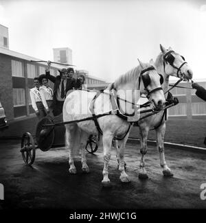 Freddie Trueman avec casque et lance saxons exhortant les chevaux et le char à partir. Freddie s'est rendu au nouvel hôtel Saxon Motor, Ainley Top, Huddersfield, pour participer à la cérémonie d'ouverture du pub. Janvier 1972 72-00100-003 Banque D'Images