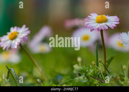 Printemps Daisies avec bokeh, lentille torchère et mise au point douce. Aimez-moi, n'aimez pas moi. Magnifique arrière-plan naturel élégant doux image artistique tendre Banque D'Images