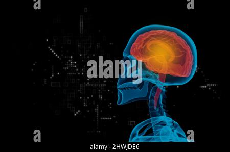 radiographie humaine avec cerveau sur fond noir, rendu de 3d illustrations Banque D'Images