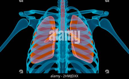 Squelette humain et gros plan sur l'os de la nervure avec montrer la couleur orange du poumon, rendu de 3D illustrations Banque D'Images