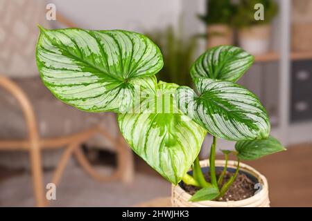 Feuilles de maison tropicale 'Philodendron Mamei' avec motif argenté Banque D'Images