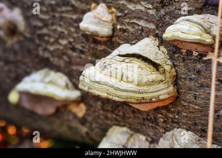 Le champignon « Fomes fomentarius » qui pousse sur l'arbre mort Banque D'Images