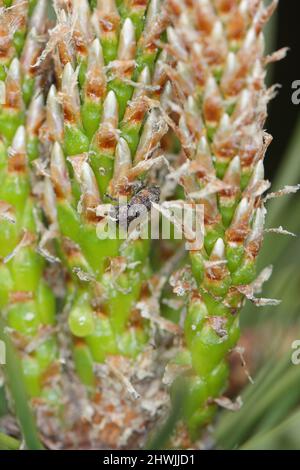 Pissodes validrostris une espèce de coléoptère de la famille des Curculionidae. Les larves se développent dans les cônes de pin, ce qui les fait tomber. Banque D'Images