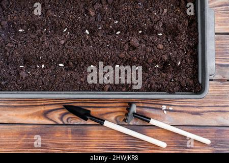 Plateau de culture avec râteau, pelle et graines de concombre sur table en bois. Écologie, jardinage et loisirs. Faible profondeur de champ. Vue de dessus. Banque D'Images