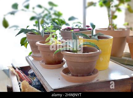 plante en pot sur une petite table et matériel de jardinage dans une serre Banque D'Images