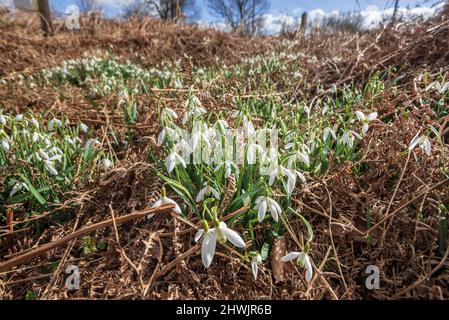 Un bloc de gouttes de neige accueille le soleil de printemps. Banque D'Images