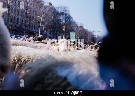 Paris, France. 06th mars 2022. Pour célébrer la fin du salon agricole de Paris, une transhumance avec 2000 moutons a été organisée sur les champs Elysées à Paris, France, le 6 mars 2022. Photo de Christophe Michel/ABACAPRESS.COM crédit: Abaca Press/Alay Live News Banque D'Images