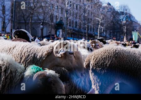 Paris, France. 06th mars 2022. Pour célébrer la fin du salon agricole de Paris, une transhumance avec 2000 moutons a été organisée sur les champs Elysées à Paris, France, le 6 mars 2022. Photo de Christophe Michel/ABACAPRESS.COM crédit: Abaca Press/Alay Live News Banque D'Images